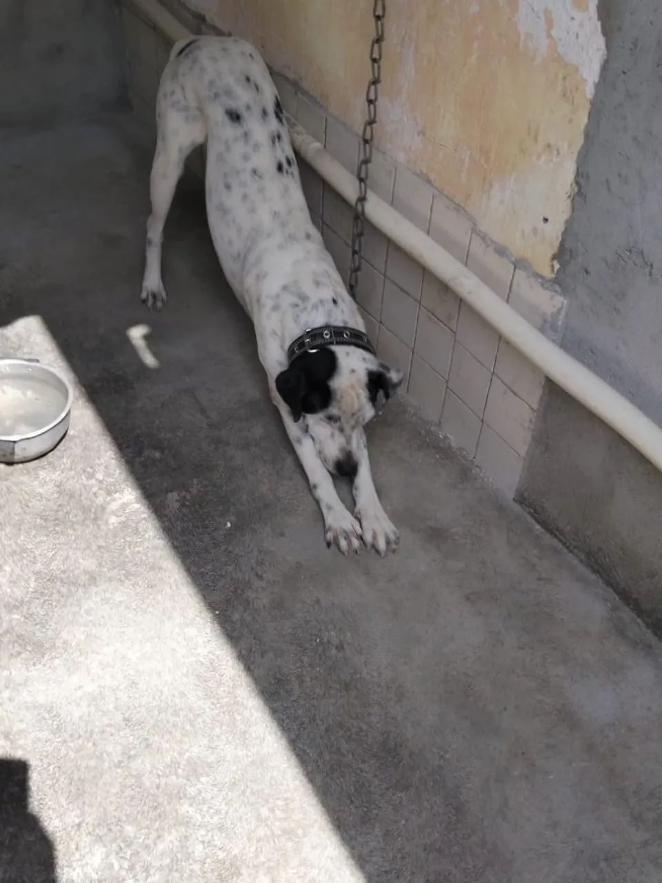 Cachorro para doação. - Foto 3