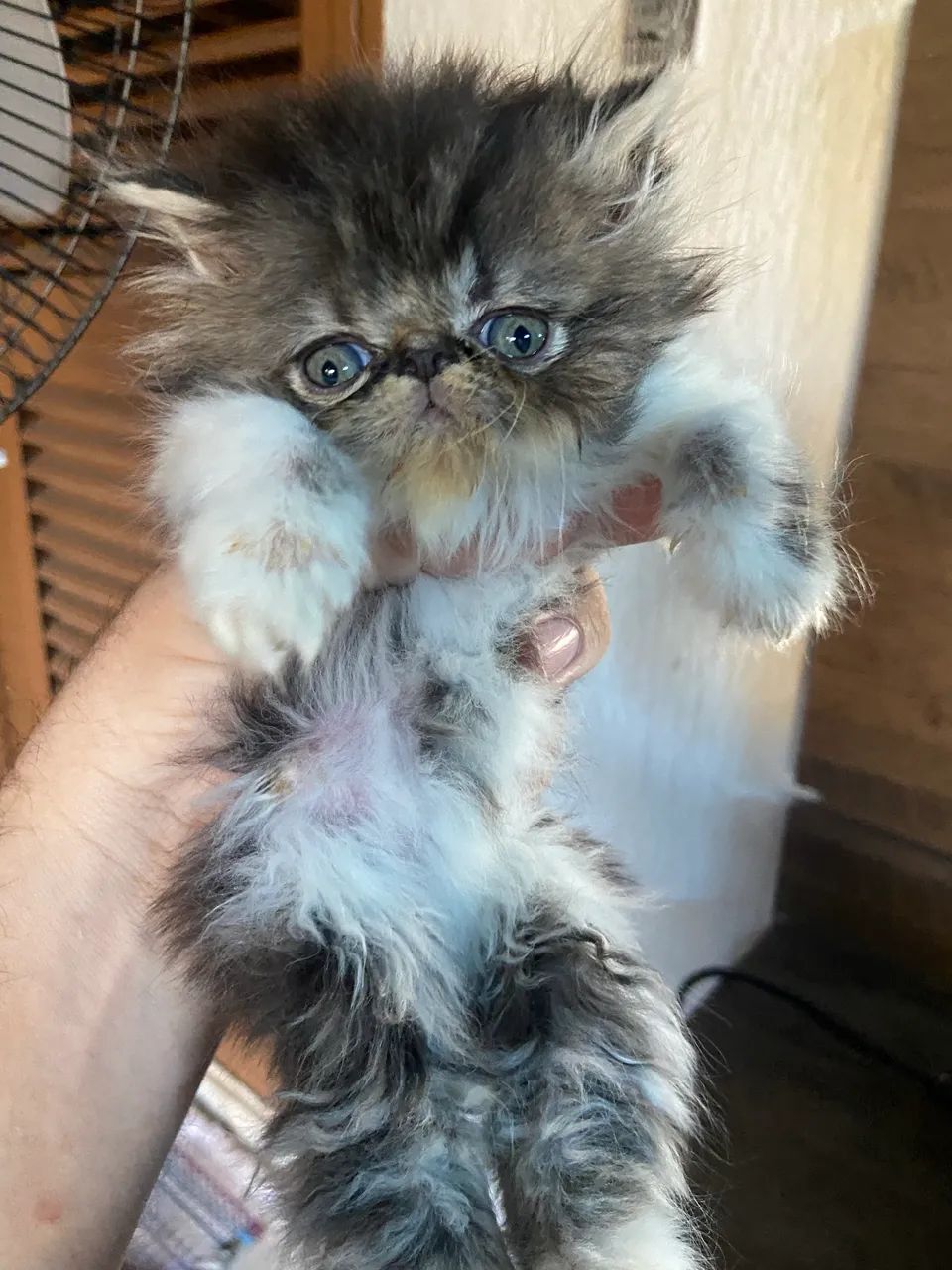 Gato persa * - Foto 2