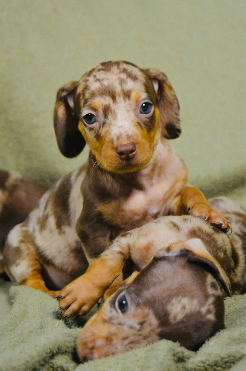 Dachshund filhote  - Foto 2