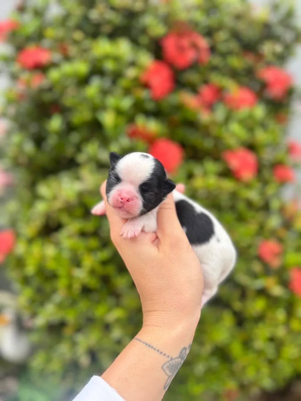 Filhotes de chihuahuas  - Foto 2
