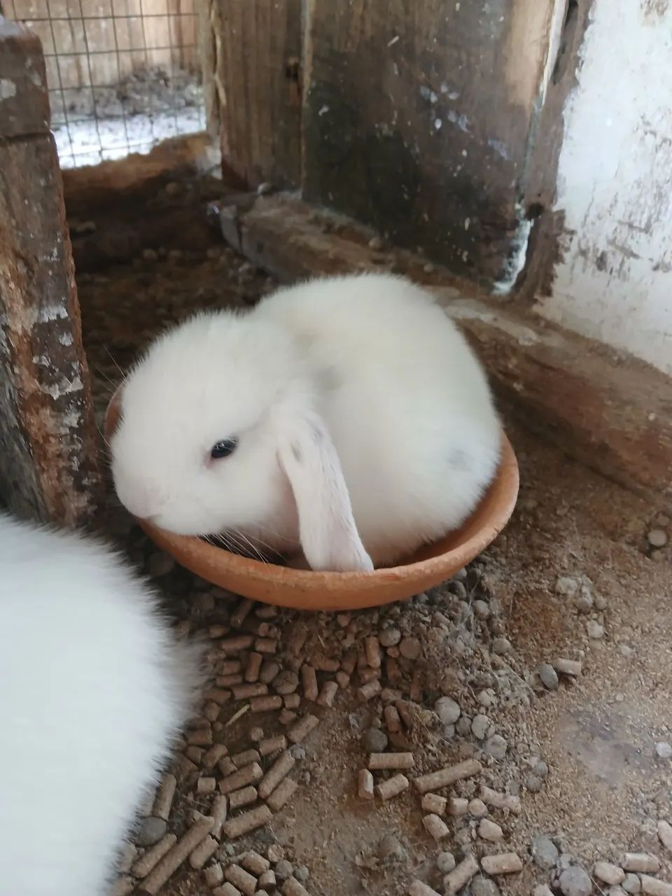 Lindos  coelhos loop uruguaio  - Foto 3