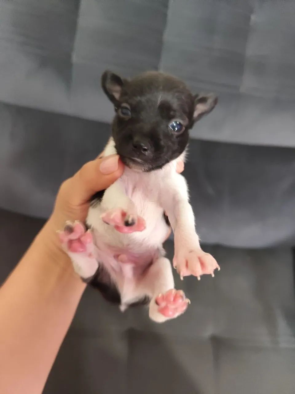  Pinscher macho  - Foto 2