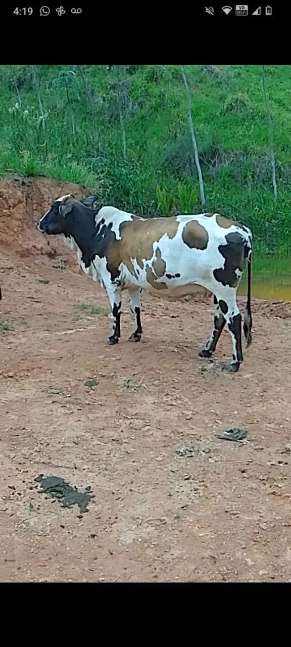 Vaca nelorada  - Foto 2