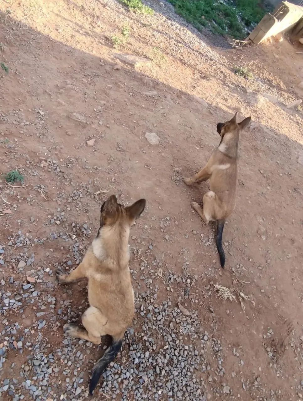 Filhotes de pastor Malinois - Foto 4