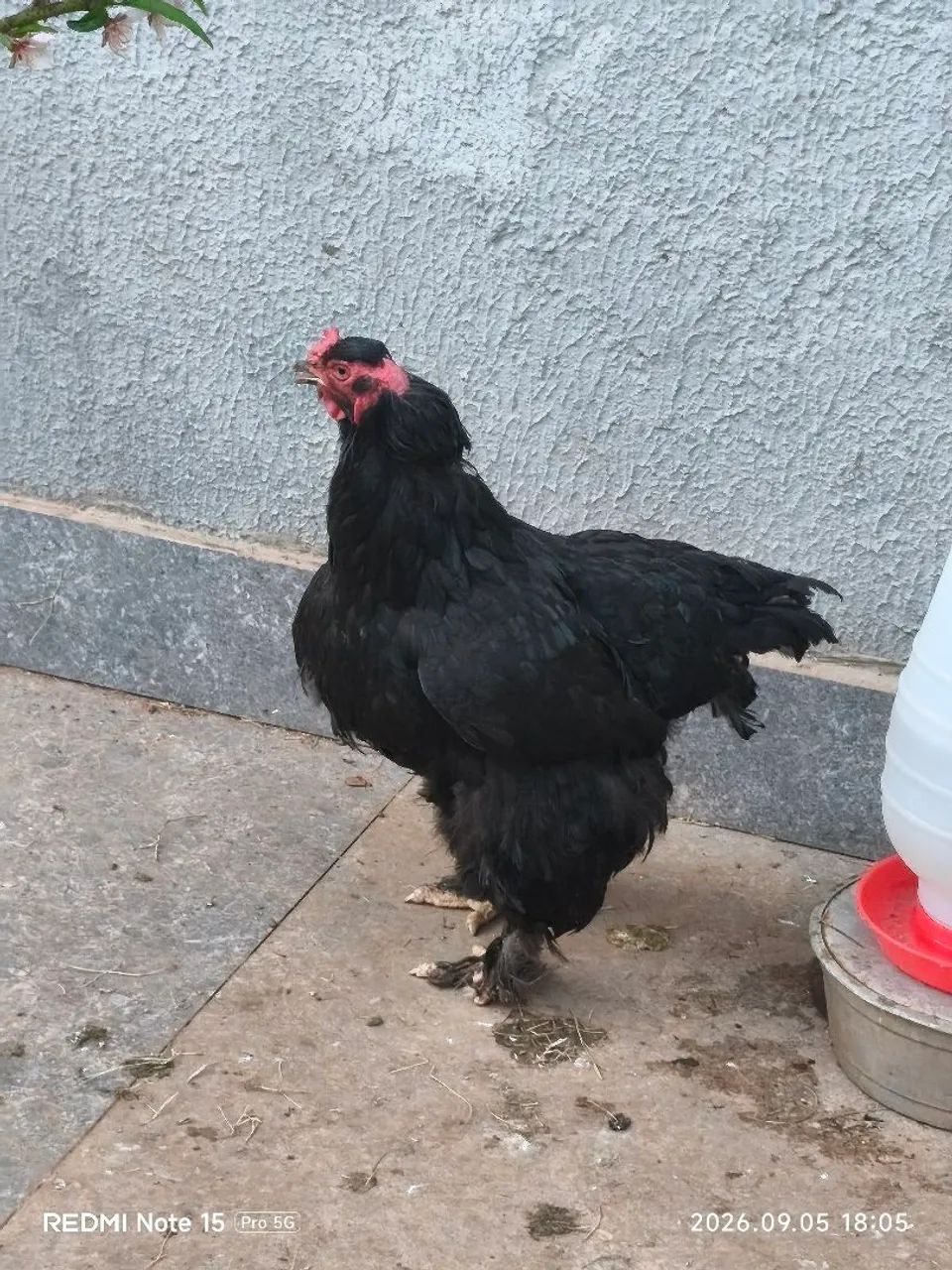 Galinhas Brahma  - Foto 4