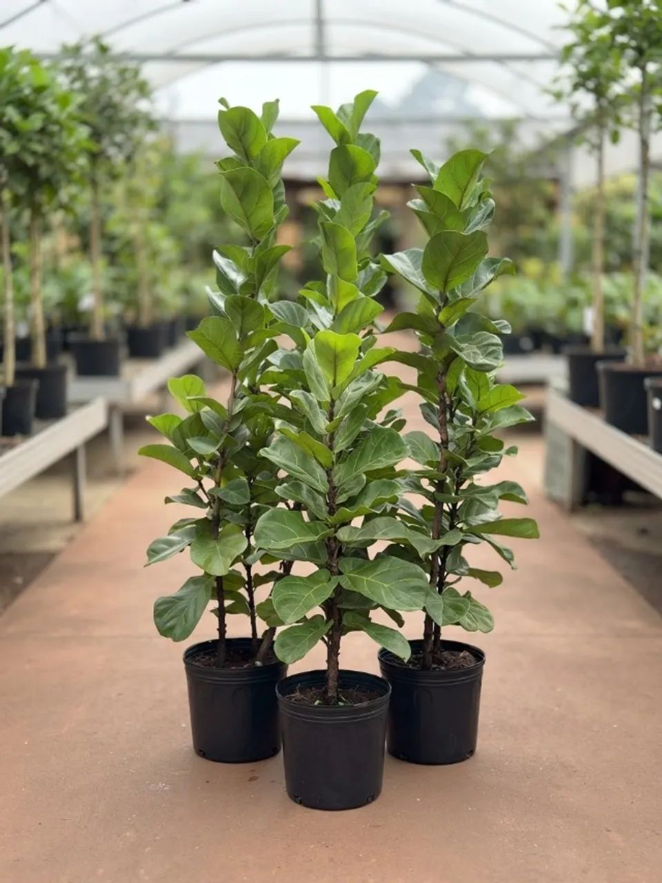 Ficus Lyrata - Foto 2