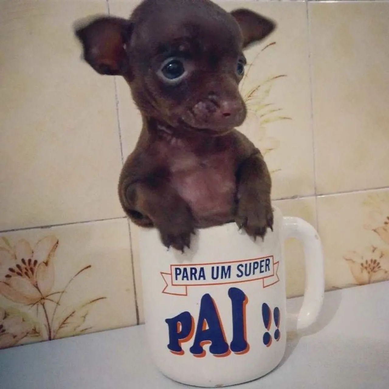 Pinscher miniatura chocolate  - Foto 3