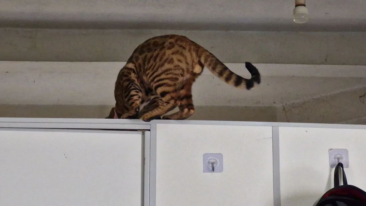 Bengal - Foto 2