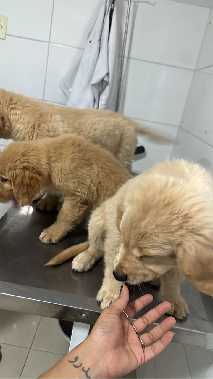 Golden retriever  - Foto 2