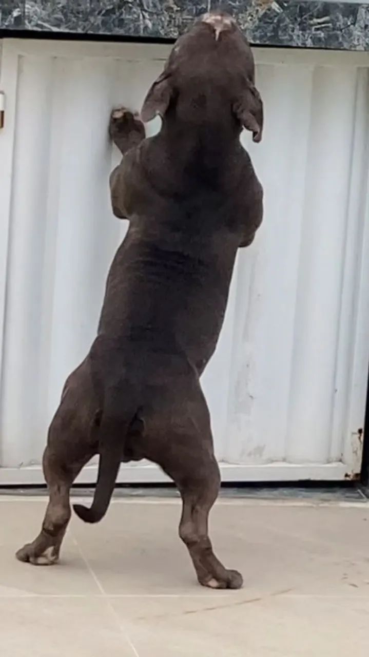 Canil SILVA VENDE AMERICAN BULLY MICRO  - Foto 4
