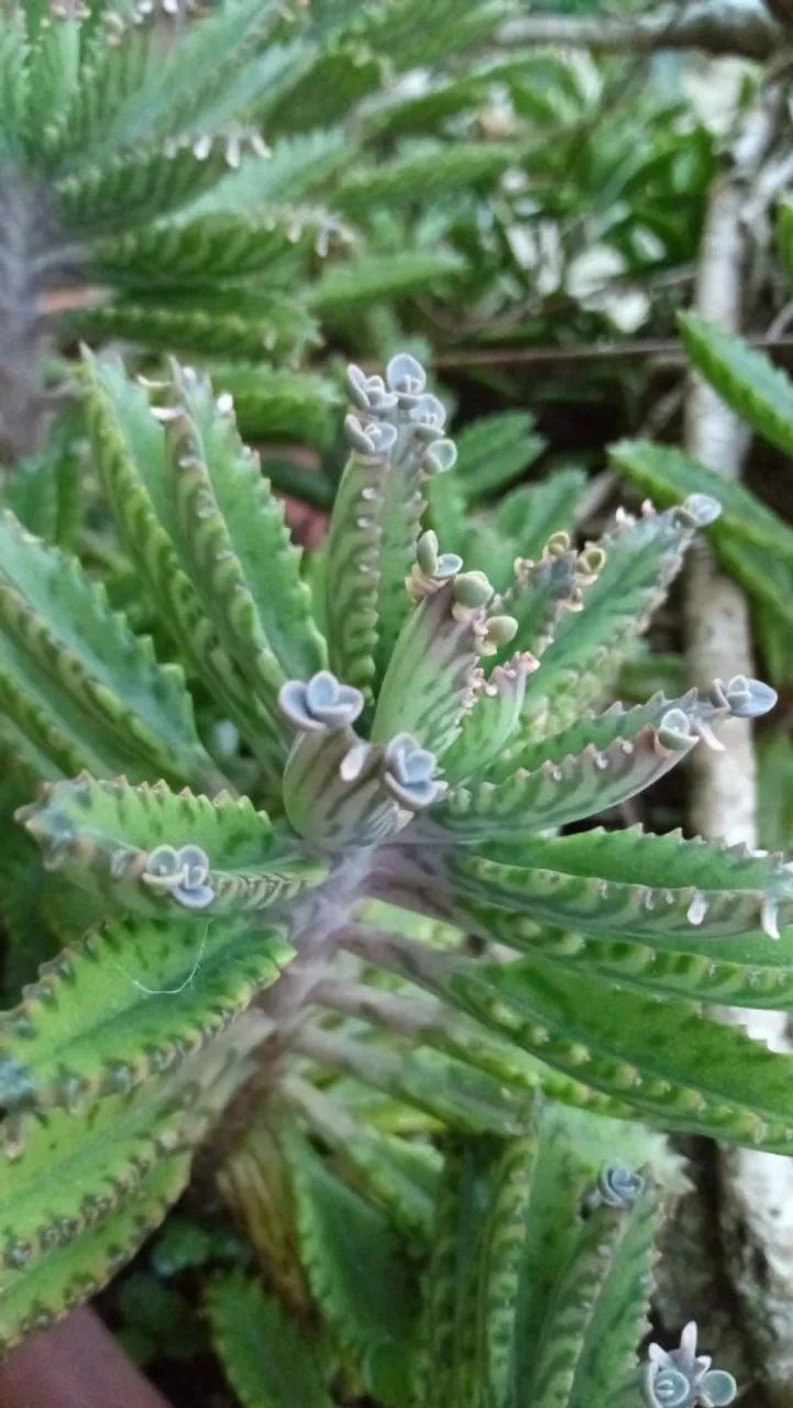Suculenta  - Foto 4