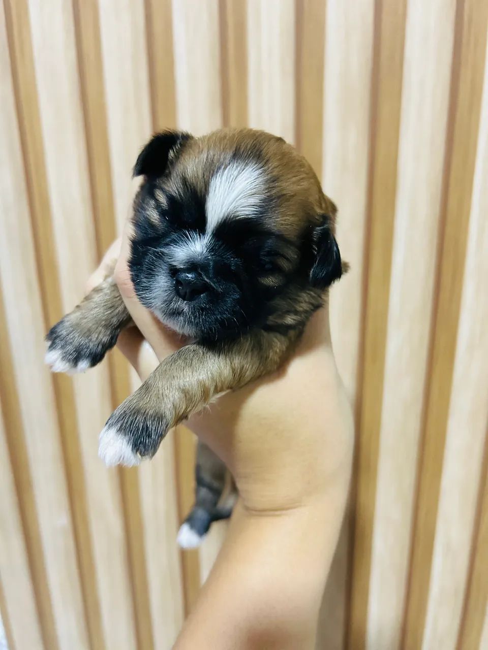 Shih Tzu - Foto 4