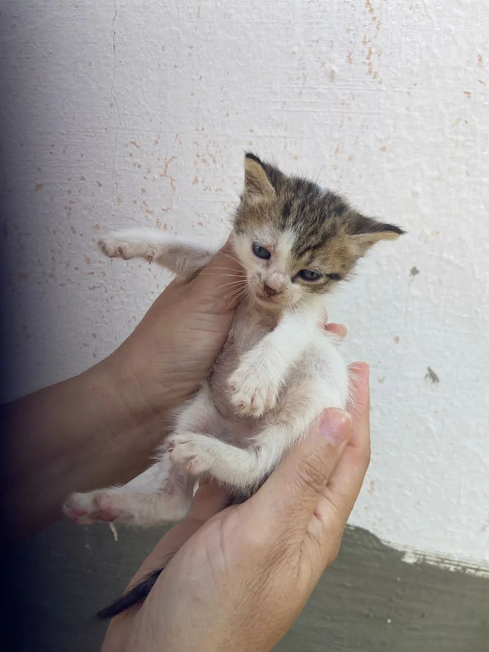 Gato para adoção responsável - Foto 3