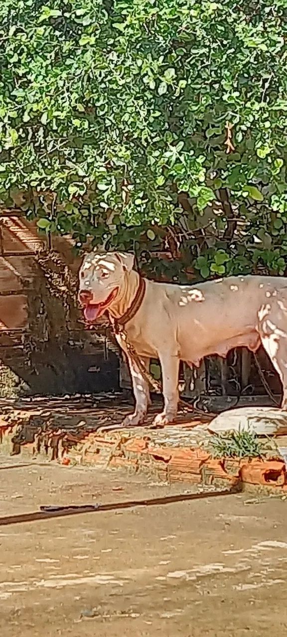 Cachorro  - Foto 2