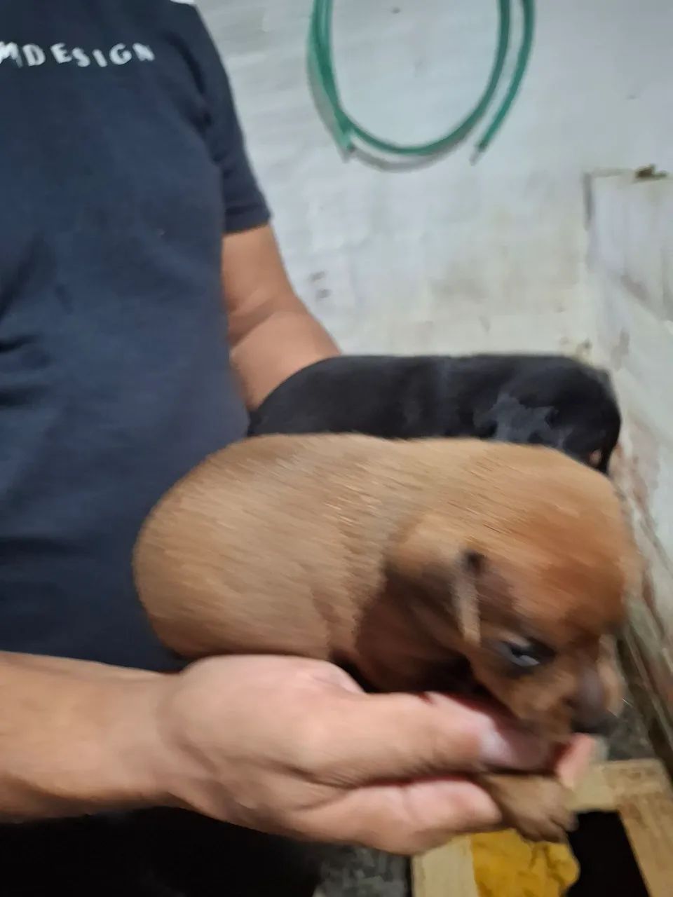 Pincher