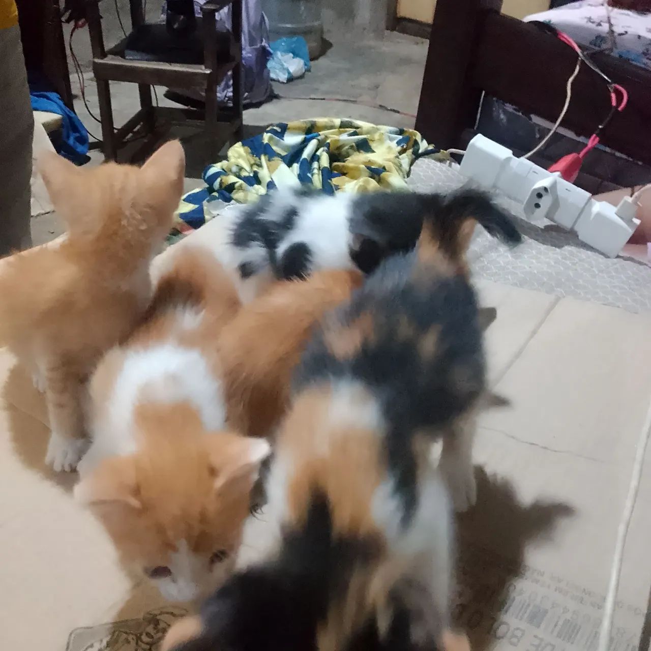 Doação de gatinho  - Foto 4