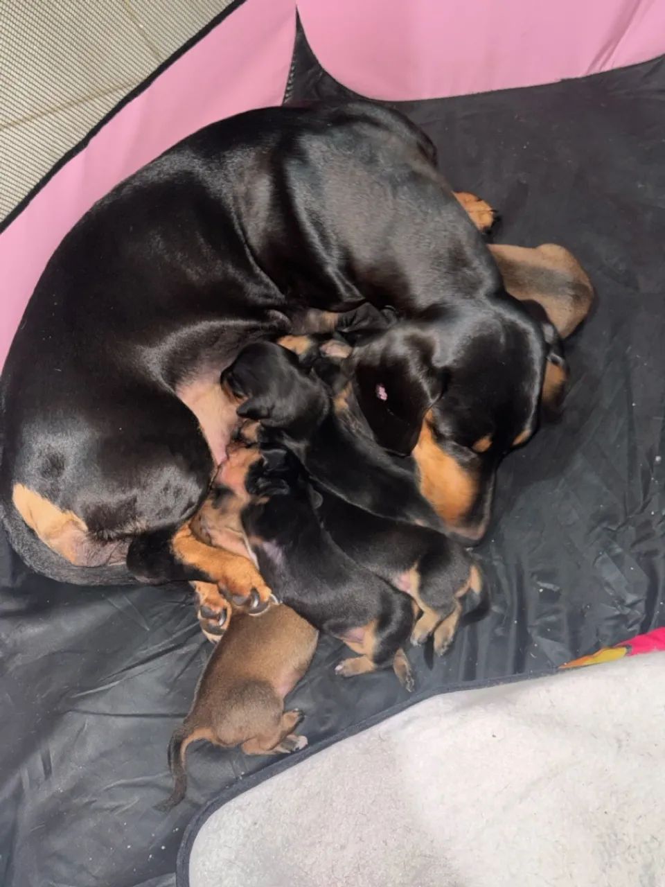 Cachorro - Foto 4