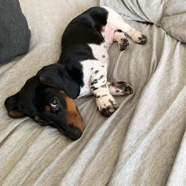 Basset teckel forte e elegante 