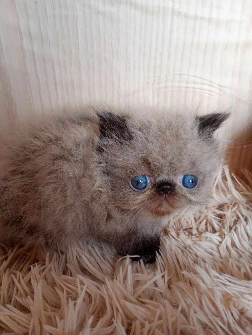 Gatinho persa himalio  - Foto 3