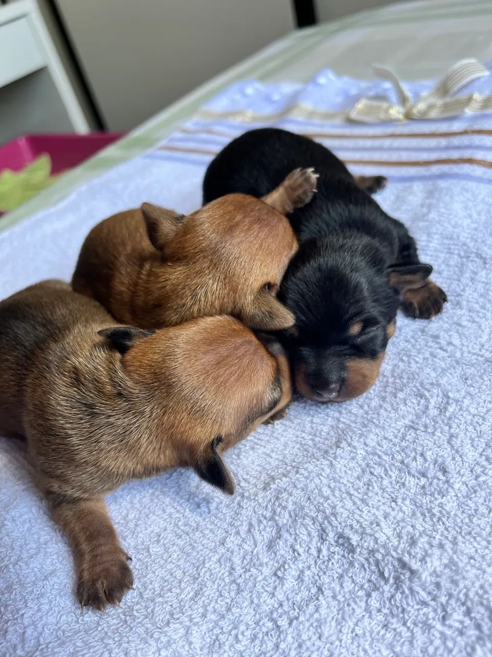 Pinscher filhotes zero - Foto 3