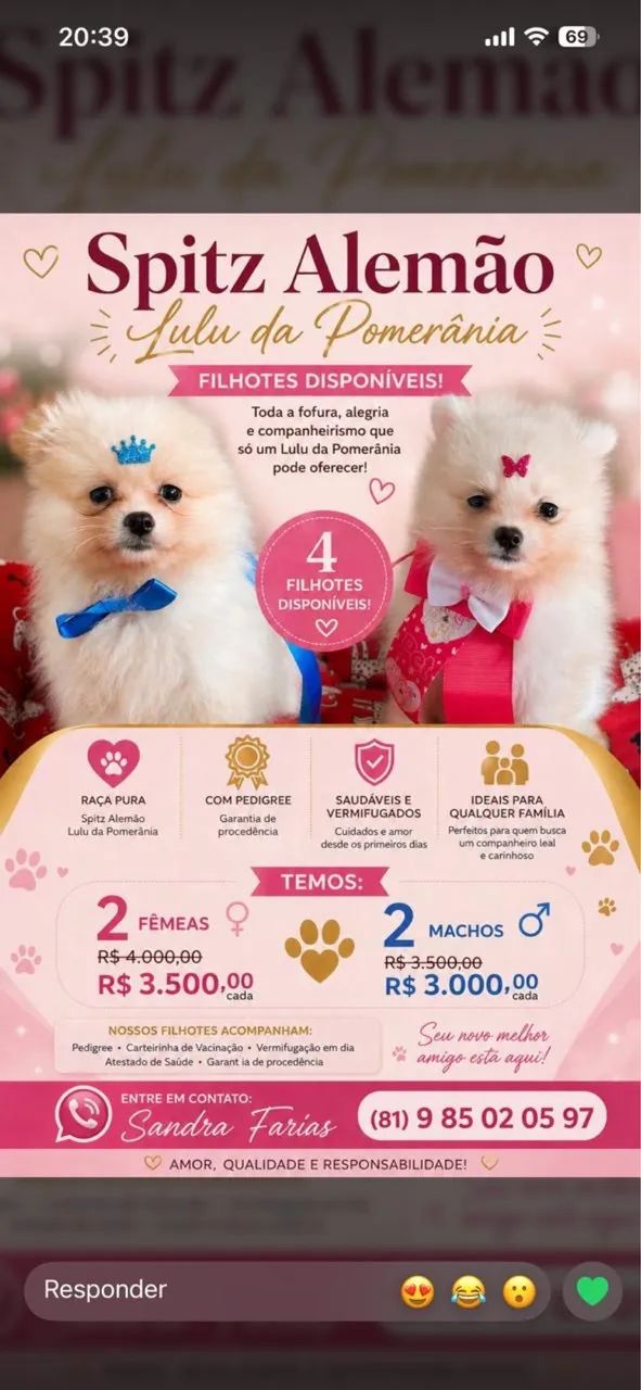Cachorros Splitz alemão - Lulu 