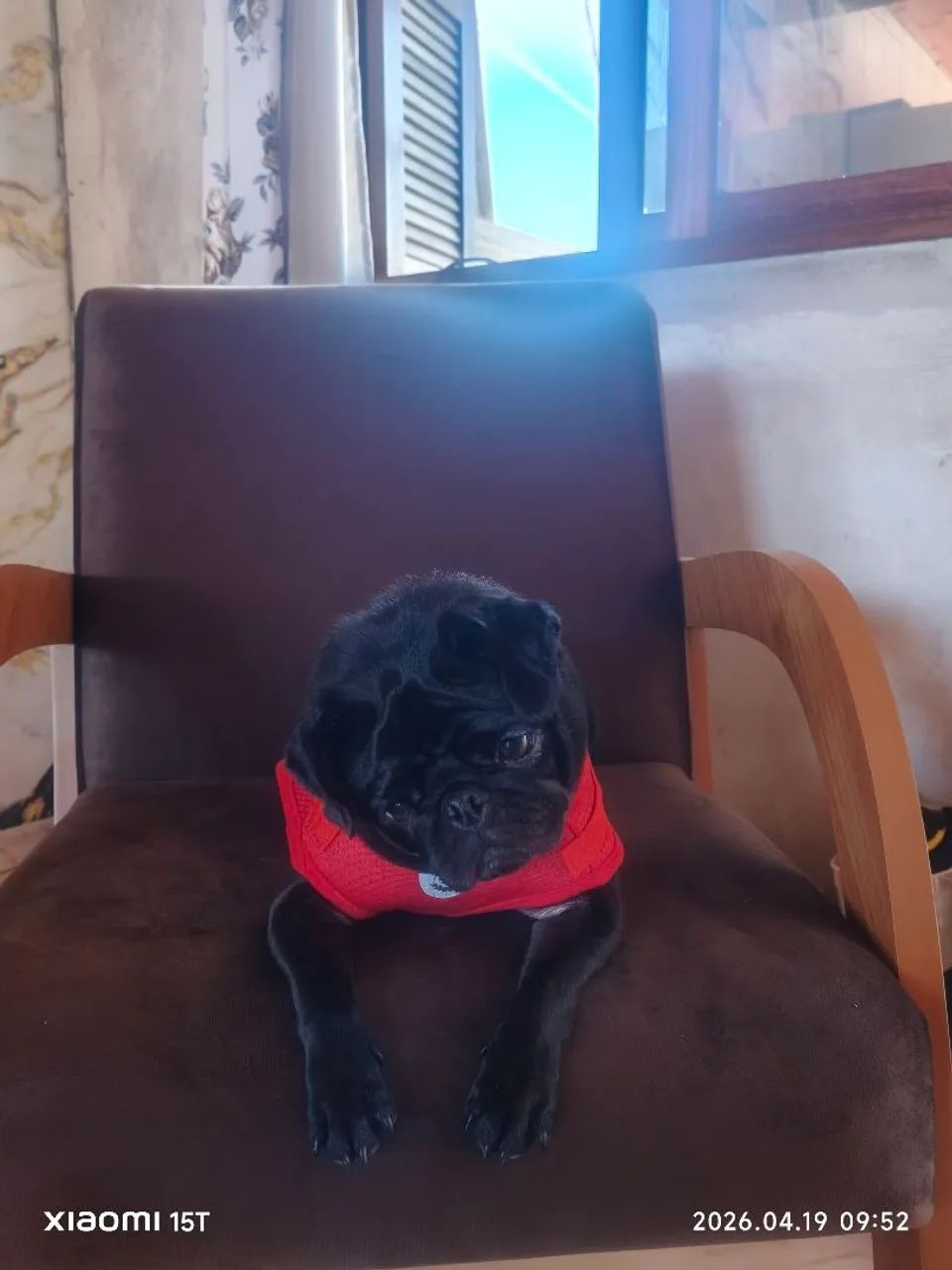 Pug fêmea  - Foto 4