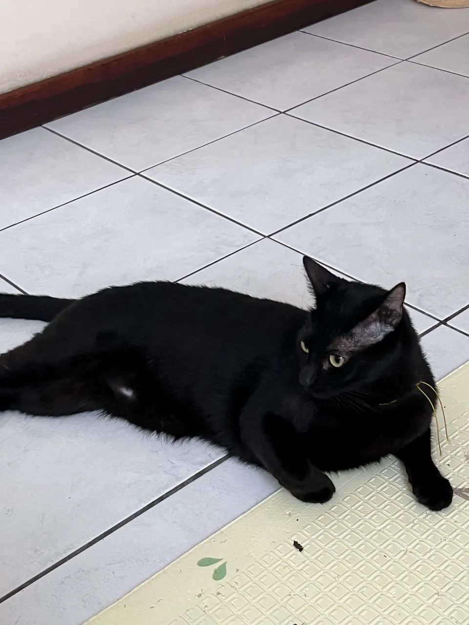 Gato preto ? para adoção - Foto 2