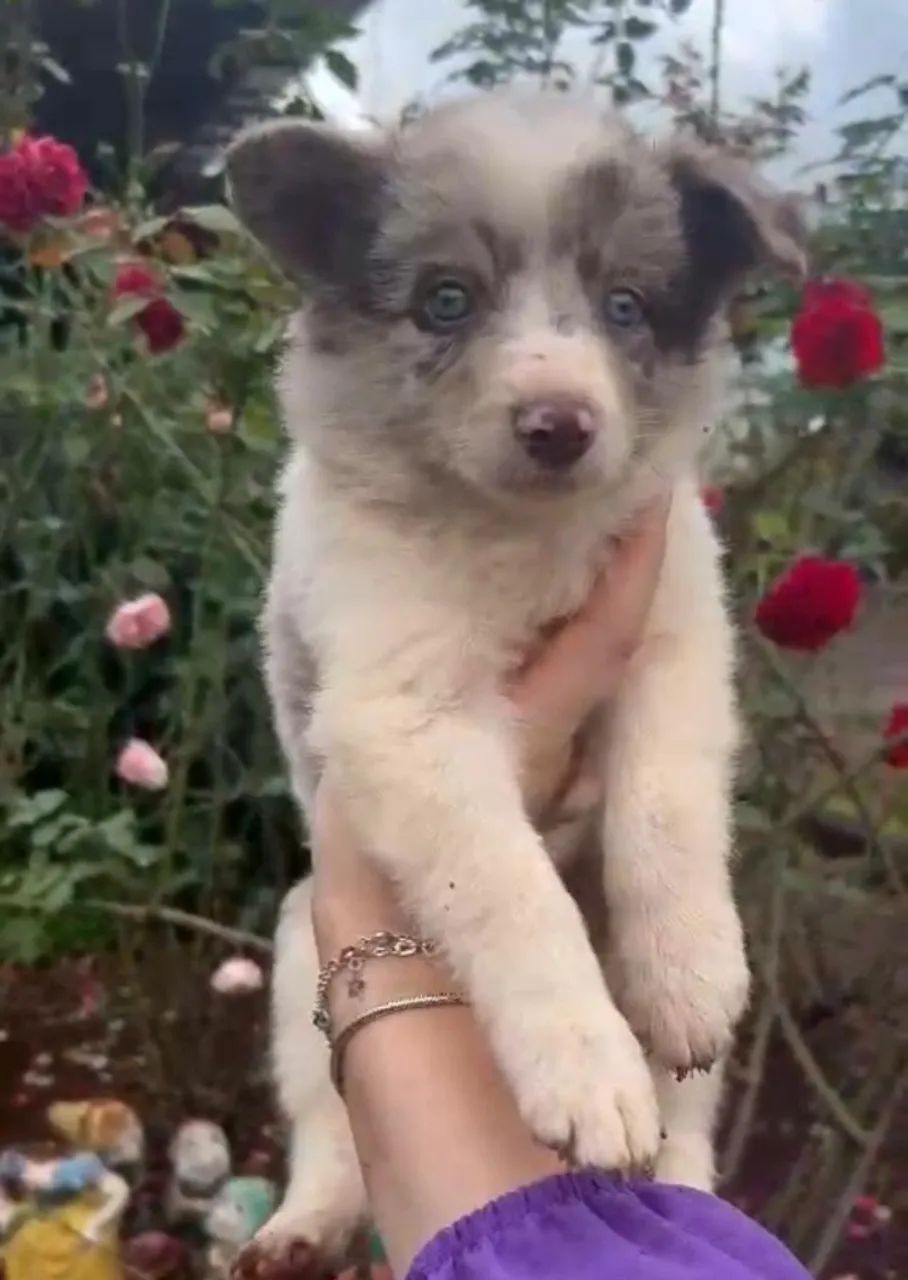 Border collie de alta energia 
