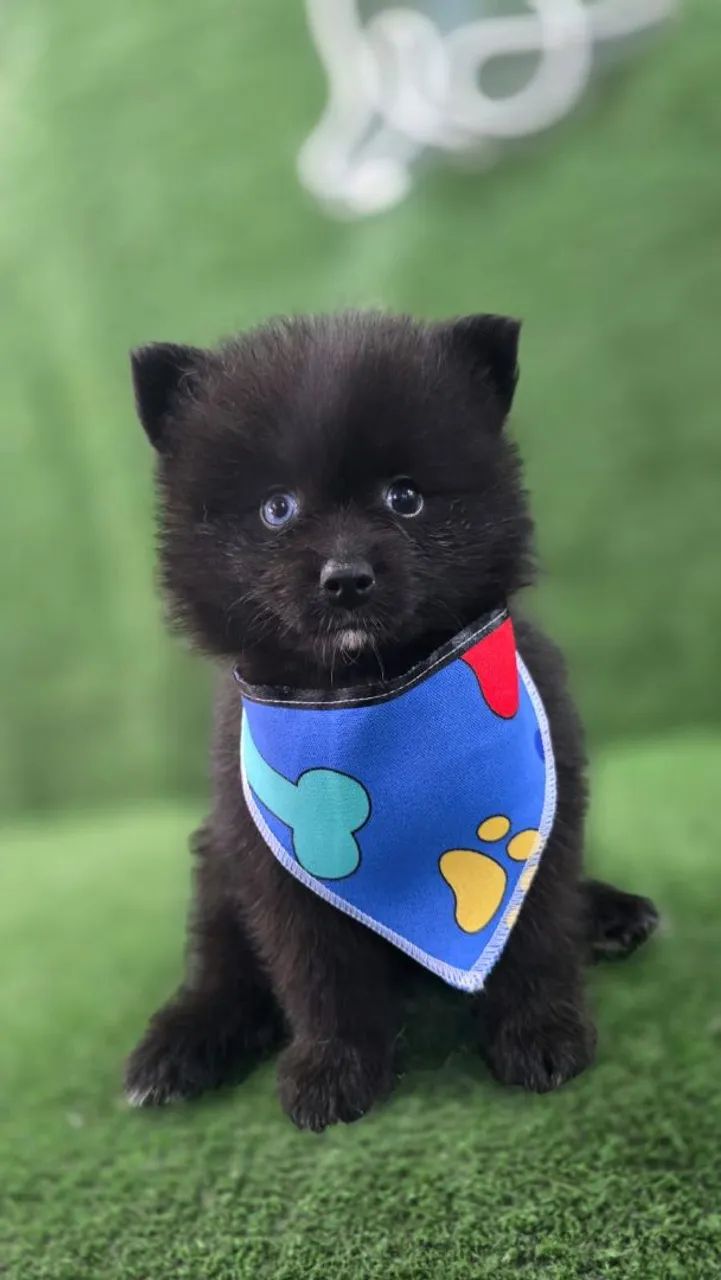 Filhotes de Pomsky - Foto 5