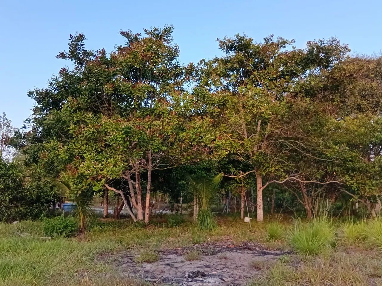 Terreno disponível  - Foto 4