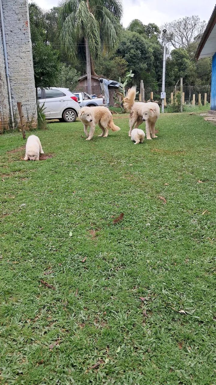 Pastor Maremano - Foto 2
