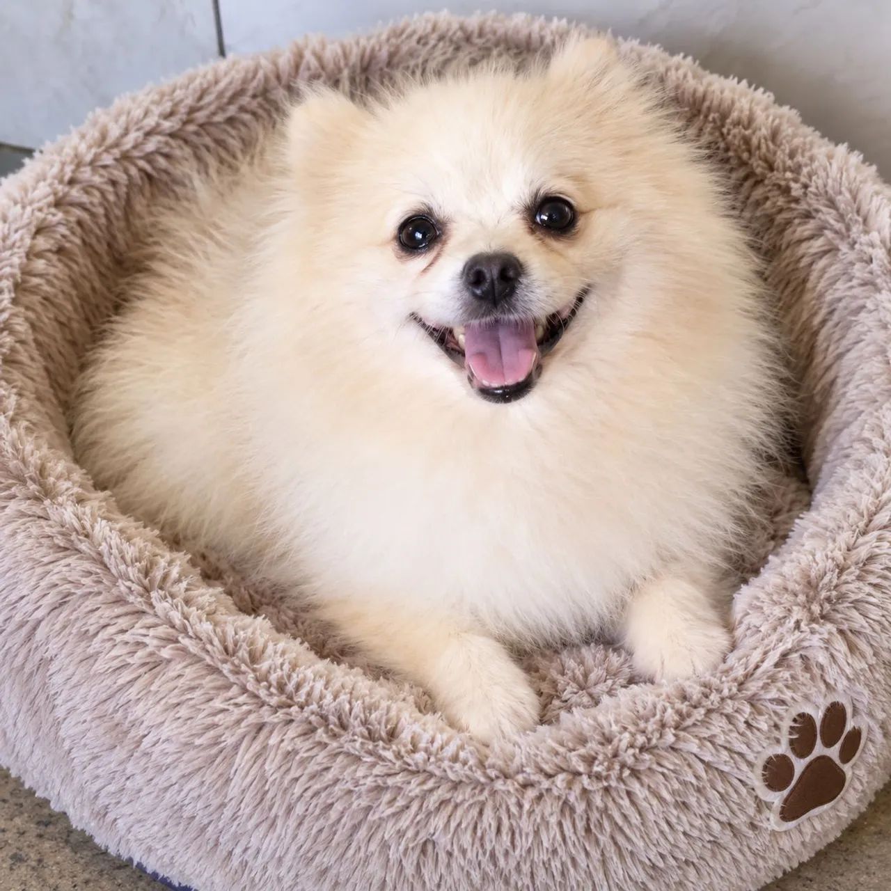 Machinho de Spitz (Lulu) - Foto 3