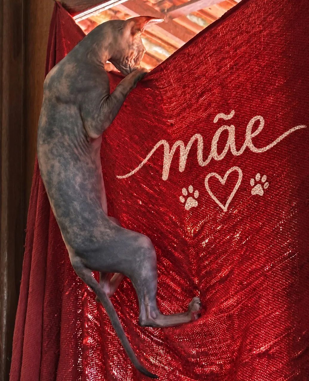 Gato Sphynx  - Foto 4