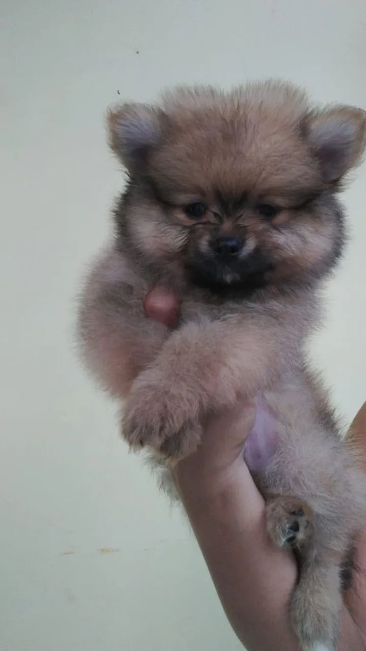 Vendo Spitz alemão anão  - Foto 4