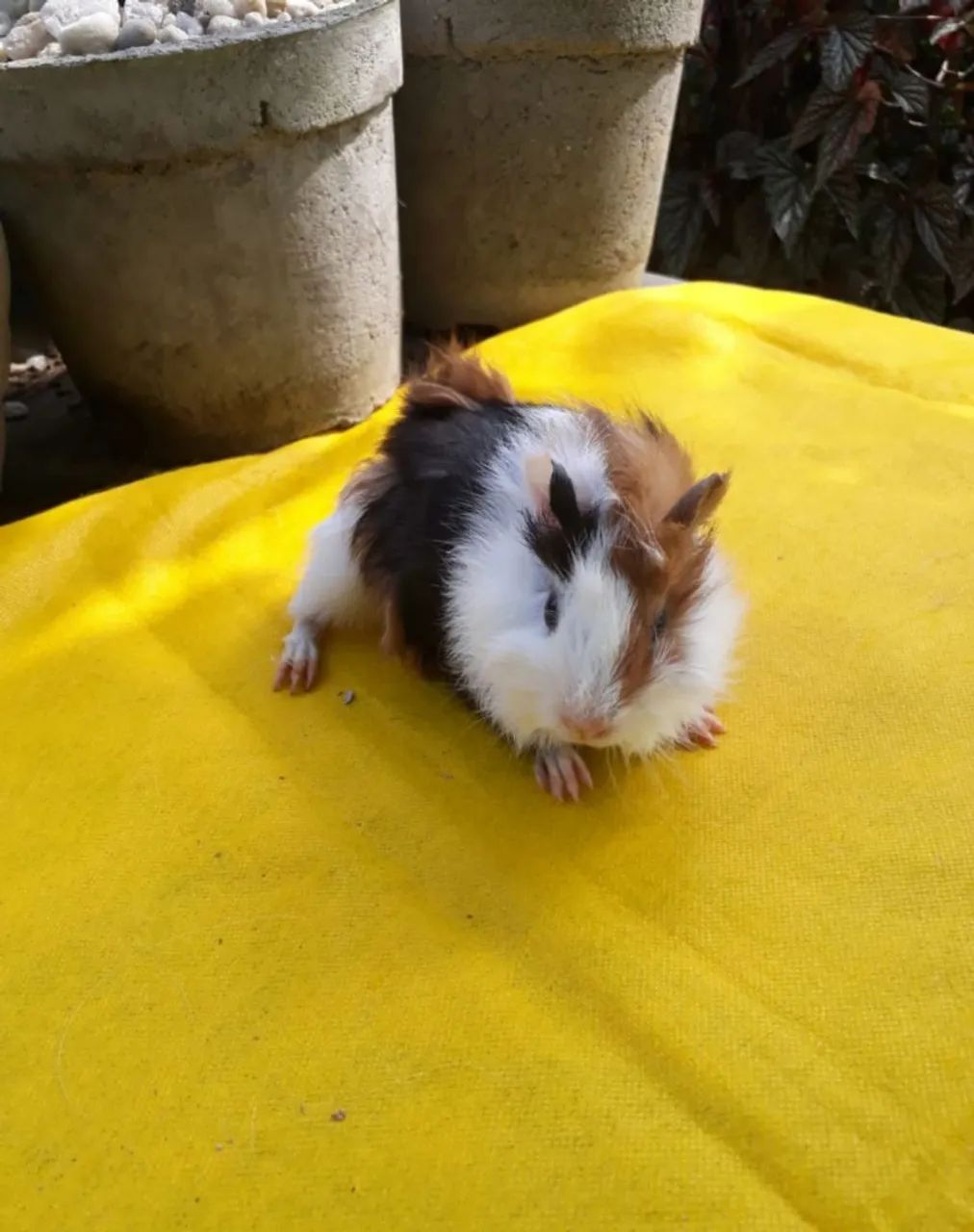 porquinho da Índia inglês 