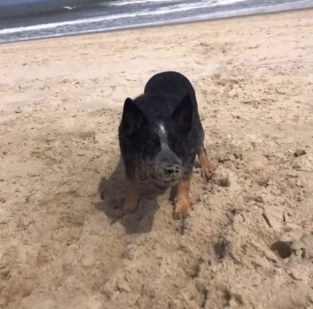 Blue Heeler  - Foto 4