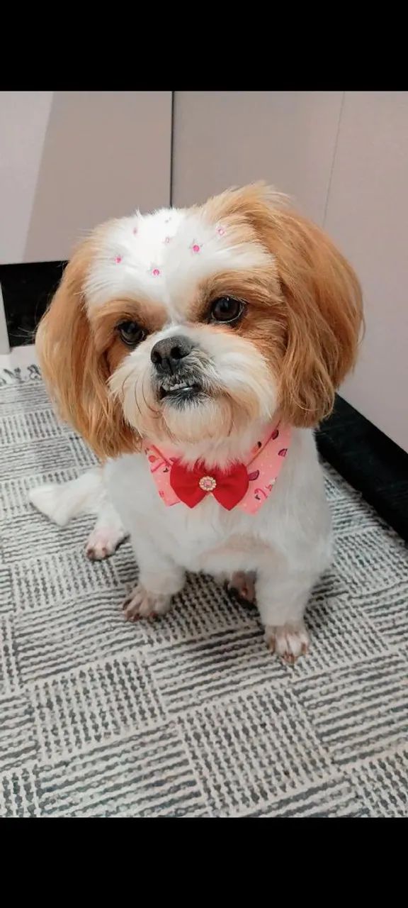 Shih Tzu macho - Foto 5
