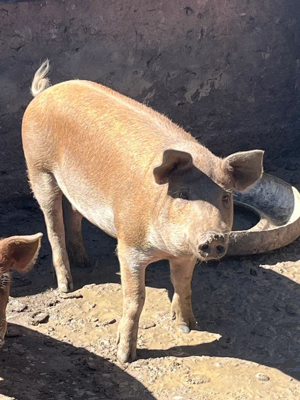 Porcos Duroc  - Foto 3