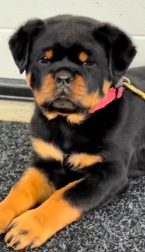 ROTTWEILER FILHOTES - Foto 4