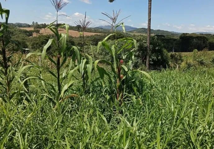 Excelente área em Mandirituba - Pr  - Foto 6