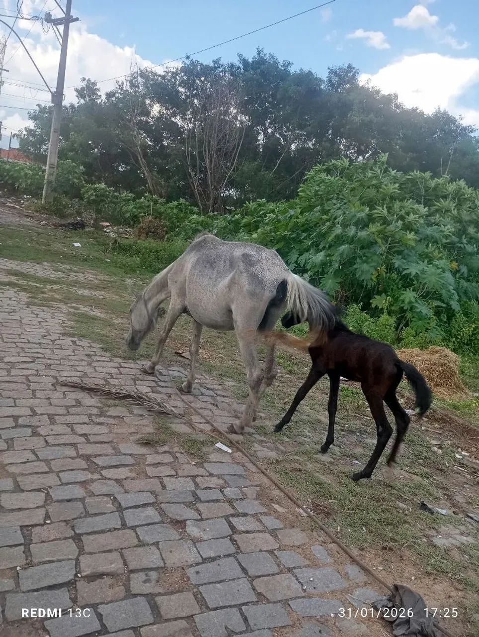Égua PIQUEIRA com potro - Foto 3