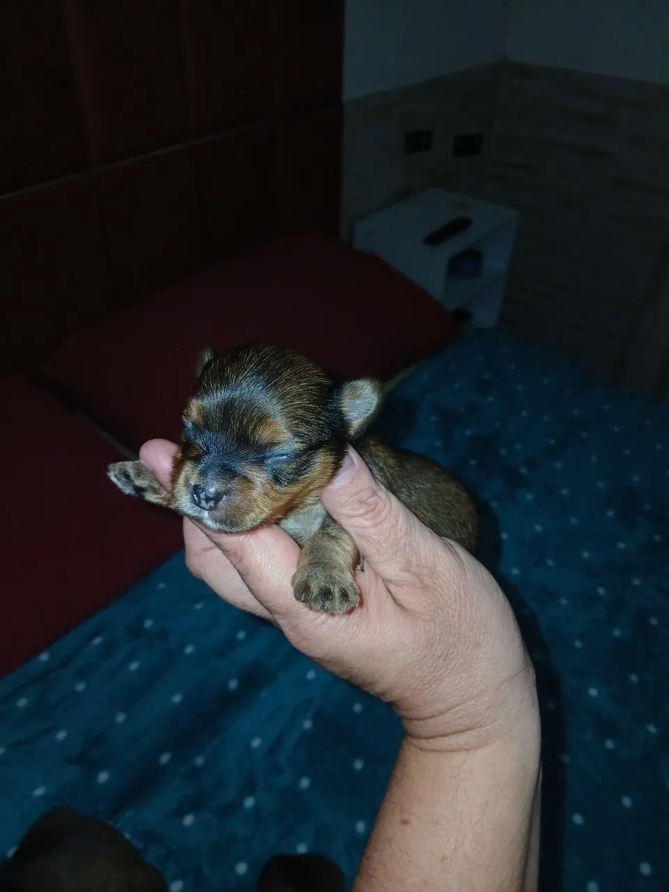 Filhotes de yorkshire - Foto 3