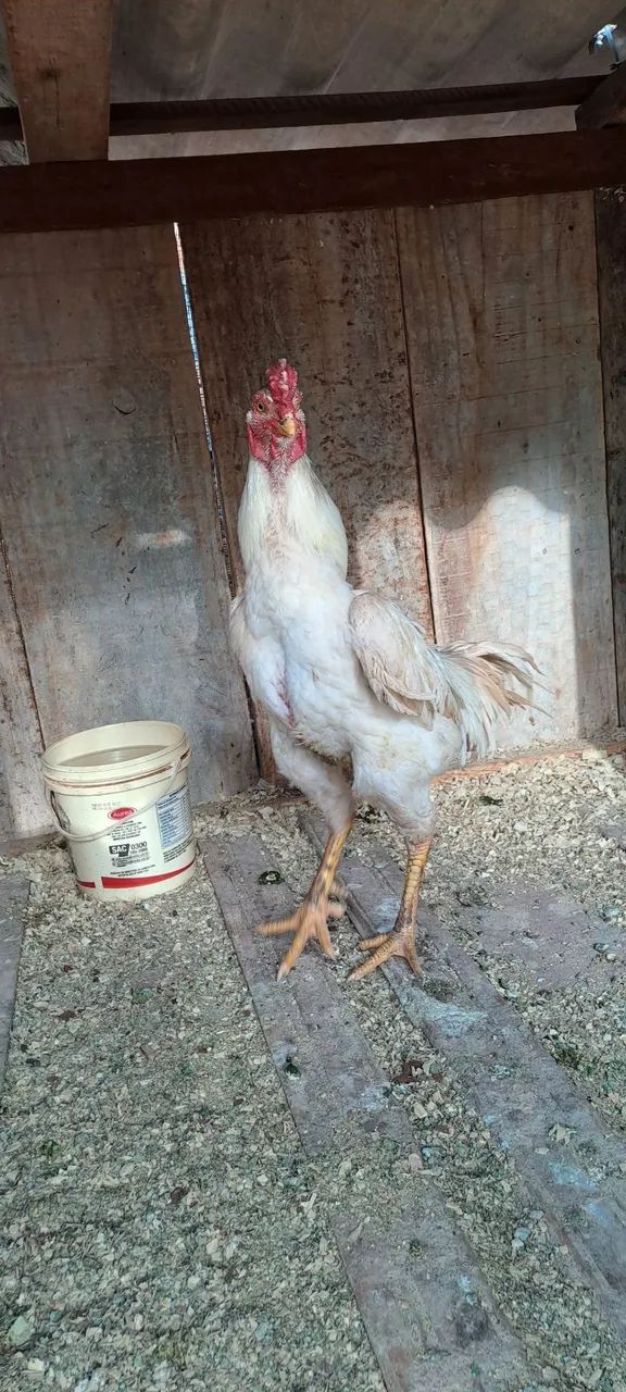 Vende-se - Foto 2