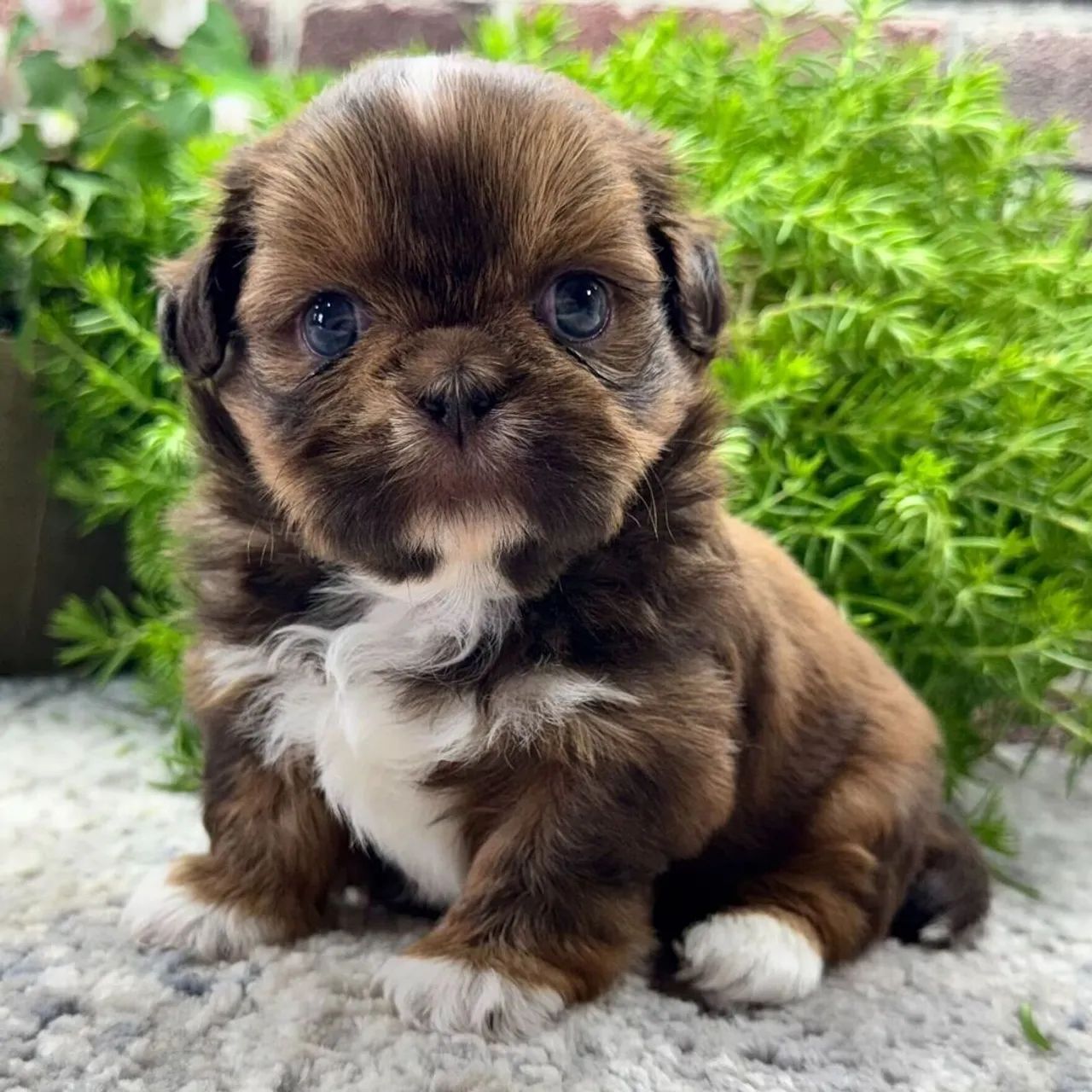 Lhasa Apso/ O cãozinho de colo 