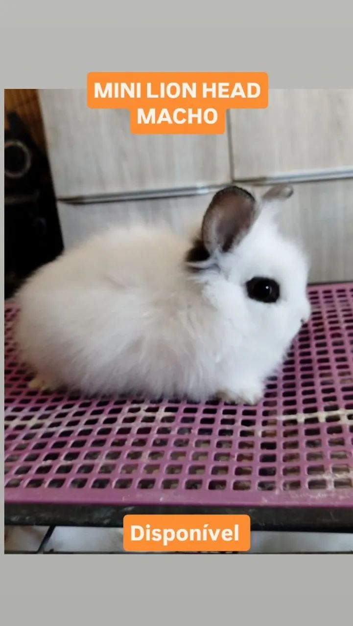 Mini Coelho Lion Head  - Foto 2