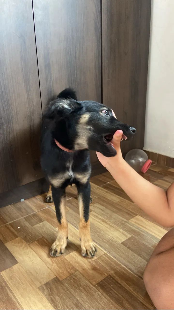 Cachorro  - Foto 2