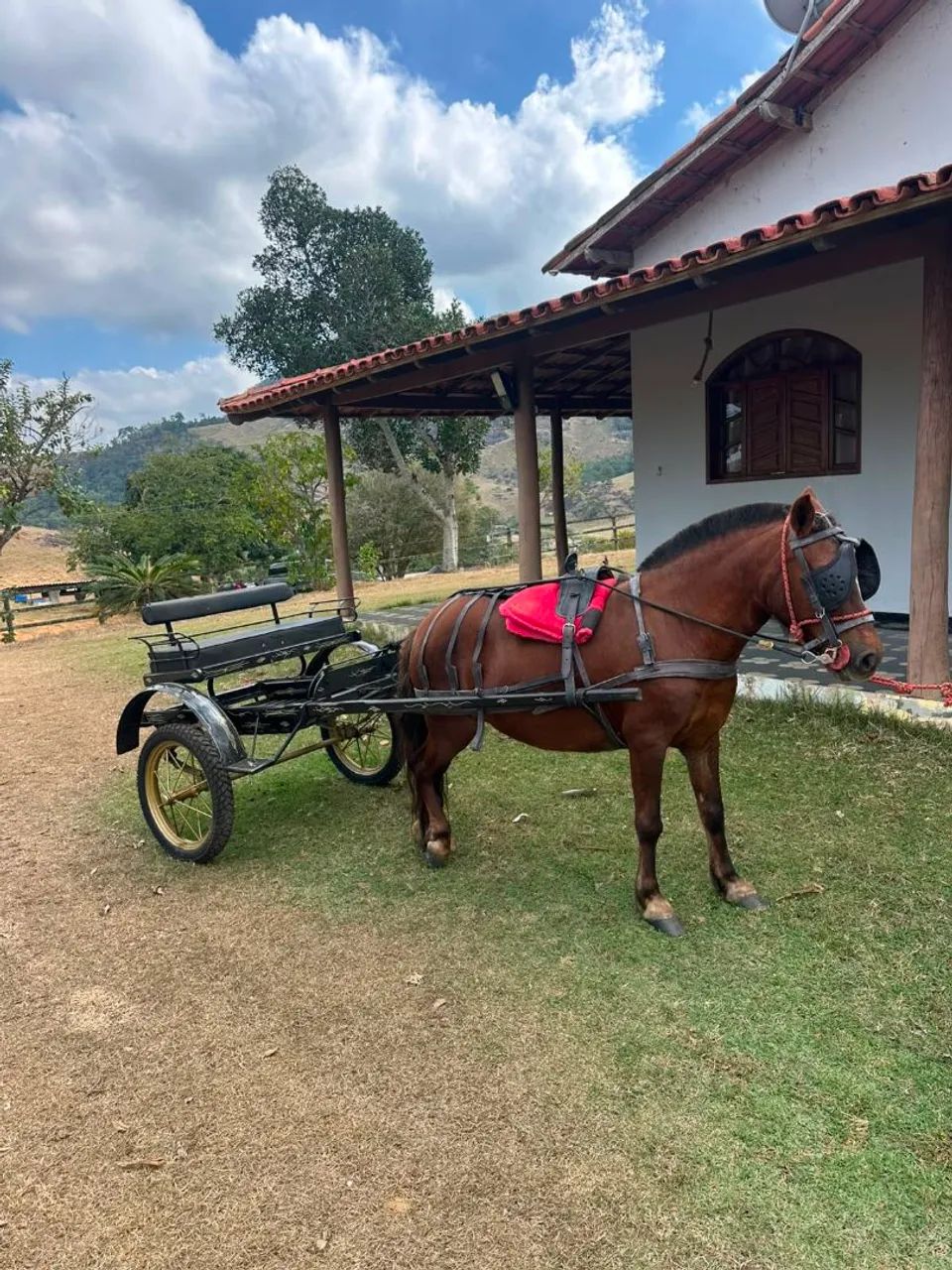 Piquira de charrete e sela - Foto 4
