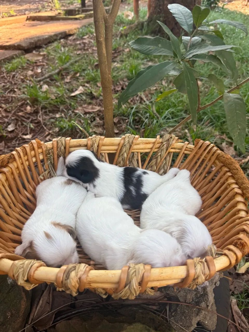 Filhote de Shihtzu 