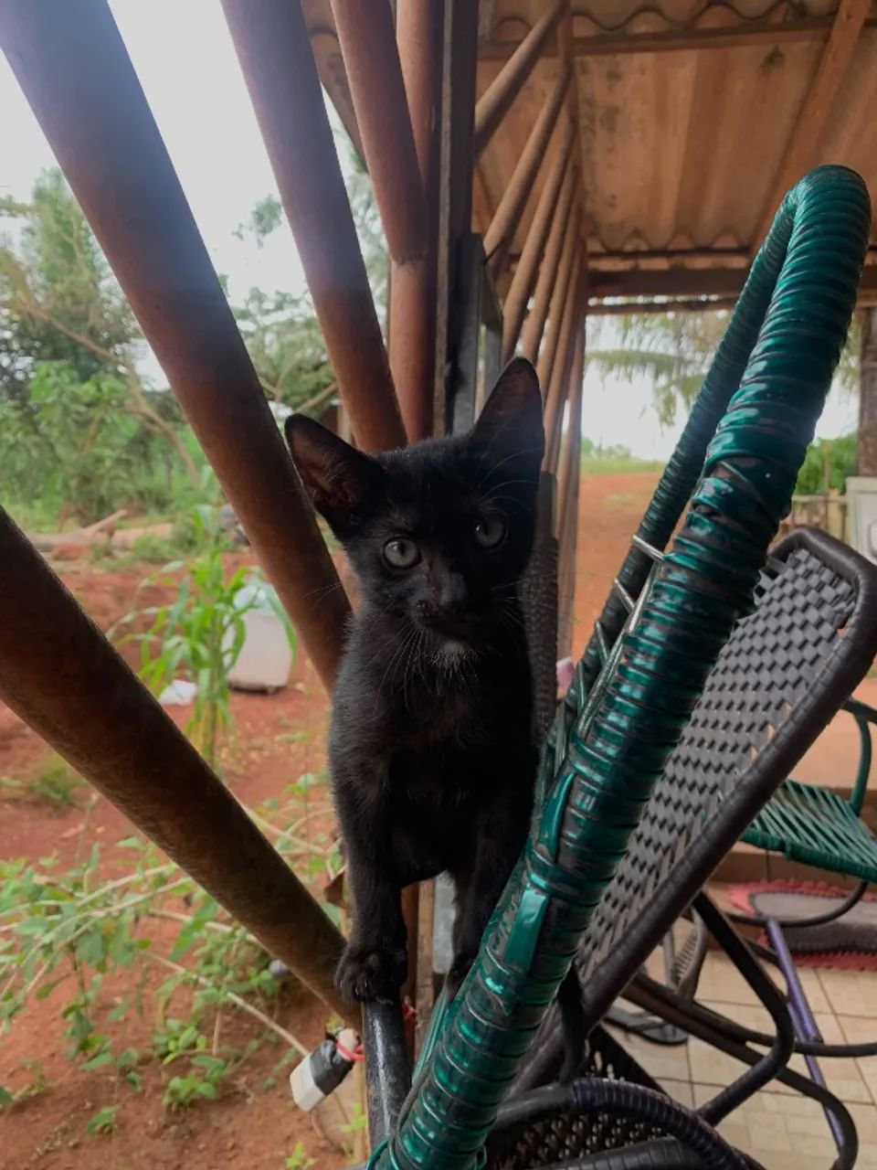 Gato  - Foto 2