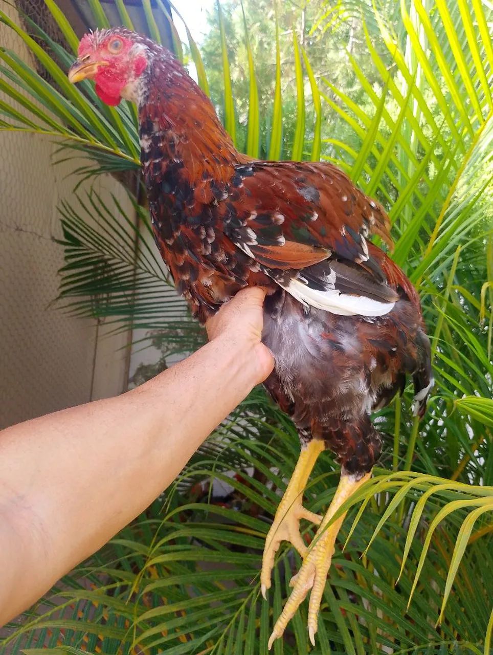 Aves da raça gsb  - Foto 4